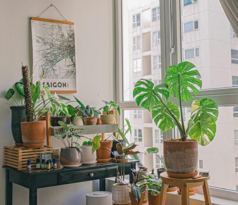 Variety of Green Potted Plants In A Room